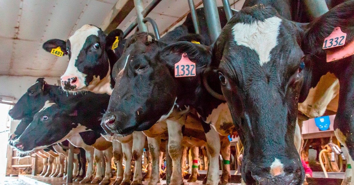 MN dairy facility more than doubling herd size without environmental impact study