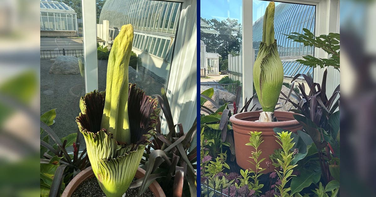 Como Park Zoo's corpse flower Horace blooms: How to see it Sunday