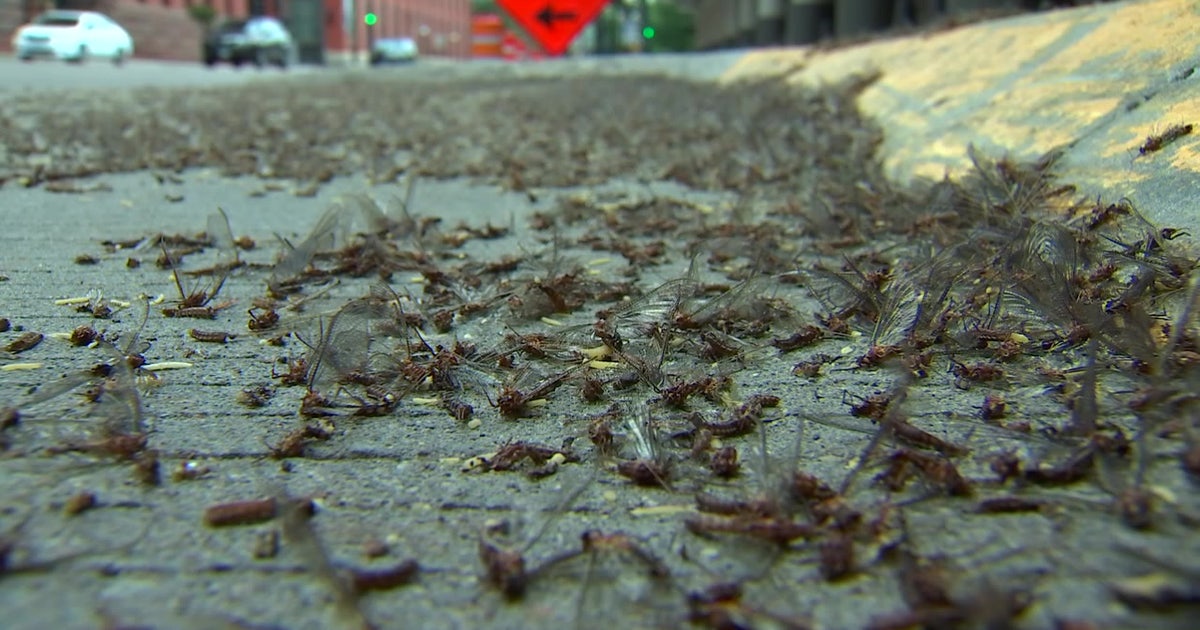 Mayfly hatches expected in coming weeks along Mississippi River