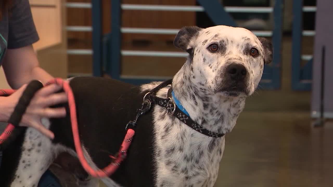 Minnesota heat wave: Animal Humane Society shares tips to keep your pet safe thi...