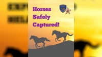 Wild horses in Anoka County found after sheriff's office asks public for help