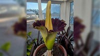 Como Park Zoo's corpse flower Horace blooms: How to see it Sunday