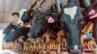 MN dairy facility more than doubling herd size without environmental impact study