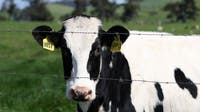 Driver rescued after hitting cows, rolling truck in Kandiyohi County crash
