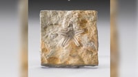 Minnesota fossil featured at Smithsonian National Museum this month