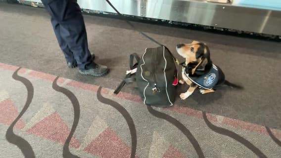 MSP's Beagle Brigade: Meet the dogs sniffing out illegal food at Minneapolis-St. Paul Airport