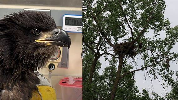 EagleCam eaglet grounded after storm released by DNR after check-up