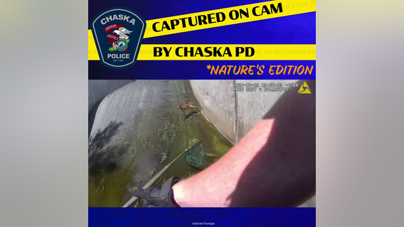 Caught on camera: Baby deer stuck in levee rescued by Chaska PD, DNR officers