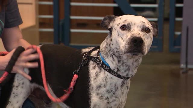 Minnesota heat wave: Animal Humane Society shares tips to keep your pet safe this summer