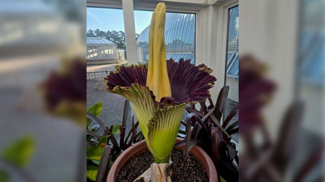 Como Park Zoo's corpse flower Horace blooms: How to see it Sunday