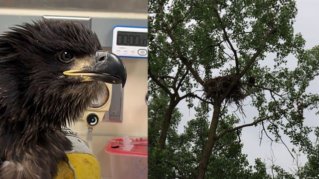 EagleCam eaglet grounded after storm released by DNR after check-up