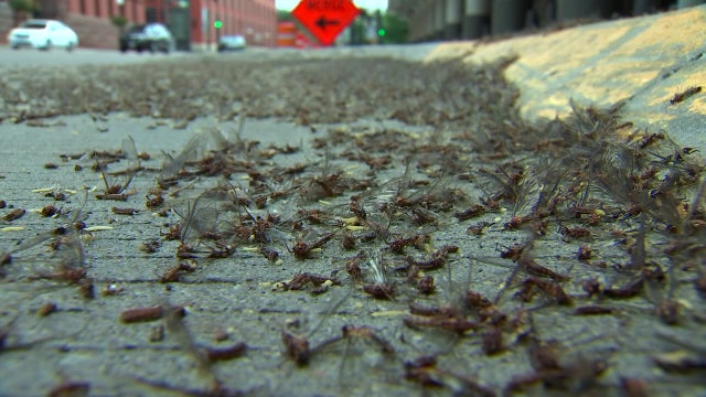 Mayfly hatches expected in coming weeks along Mississippi River