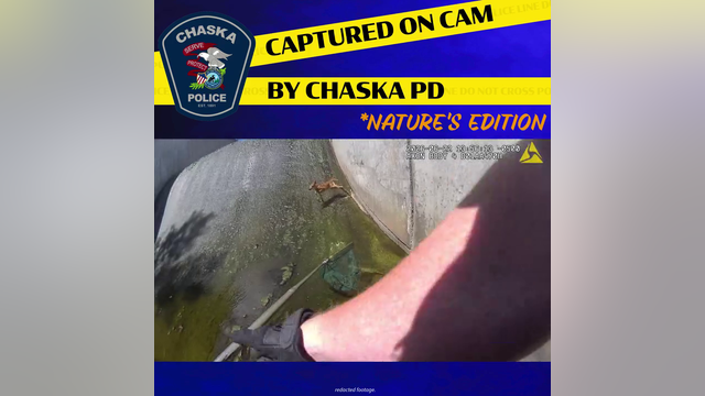 Caught on camera: Baby deer stuck in levee rescued by Chaska PD, DNR officers