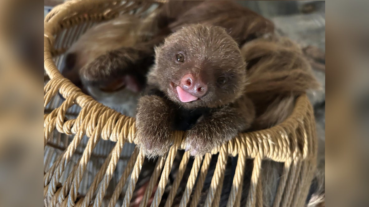 Meet Cusi: Como Park Zoo's baby sloth gets a name after campus-wide vote
