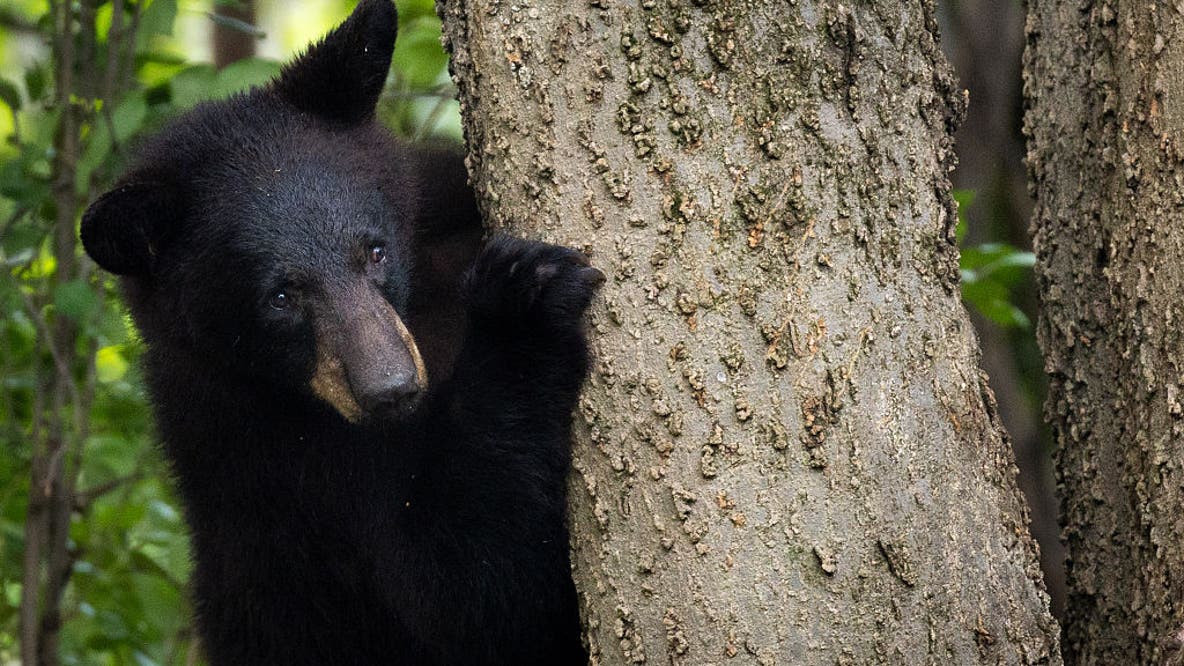 Black bear activity leads to restrictions at a Chippewa National Forest campground