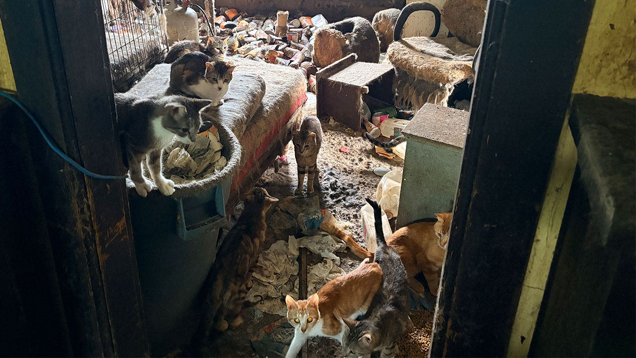 71 cats living in filthy conditions at MN home rescued by Animal