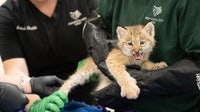 Minnesota Zoo babies: 3 Canada Lynx kittens, 1 porcupette born at the zoo