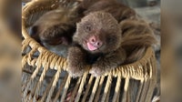 Meet Cusi: Como Park Zoo's baby sloth gets a name after campus-wide vote