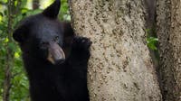 Black bear activity leads to restrictions at a Chippewa National Forest campground