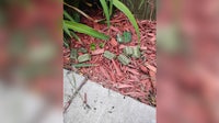 MN couple sued for allegedly using rat poison to prevent dogs from urinating in yard
