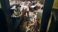 71 cats living in filthy conditions at MN home rescued by Animal Humane Society