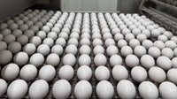Egg producers to pay $3.3M, donate 53M eggs as part of price-fixing settlement