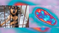MN officials warn dogs adopted from South Dakota show 'high prevalence of canine brucellosis'
