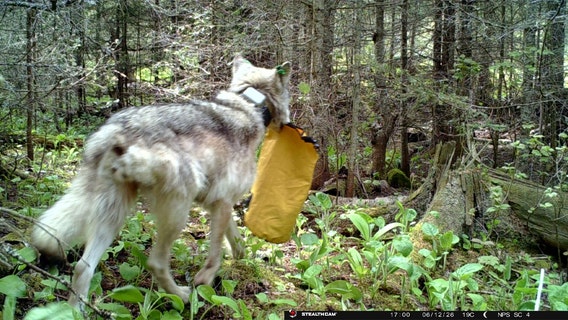 Isle Royale wolf activity closes Three Mile campground