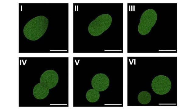 World's first synthetic cell that can grow, divide and replicate created at U of M