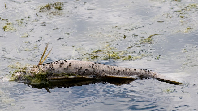 Fish mortality reports rising as prolonged heat continues, MN DNR says