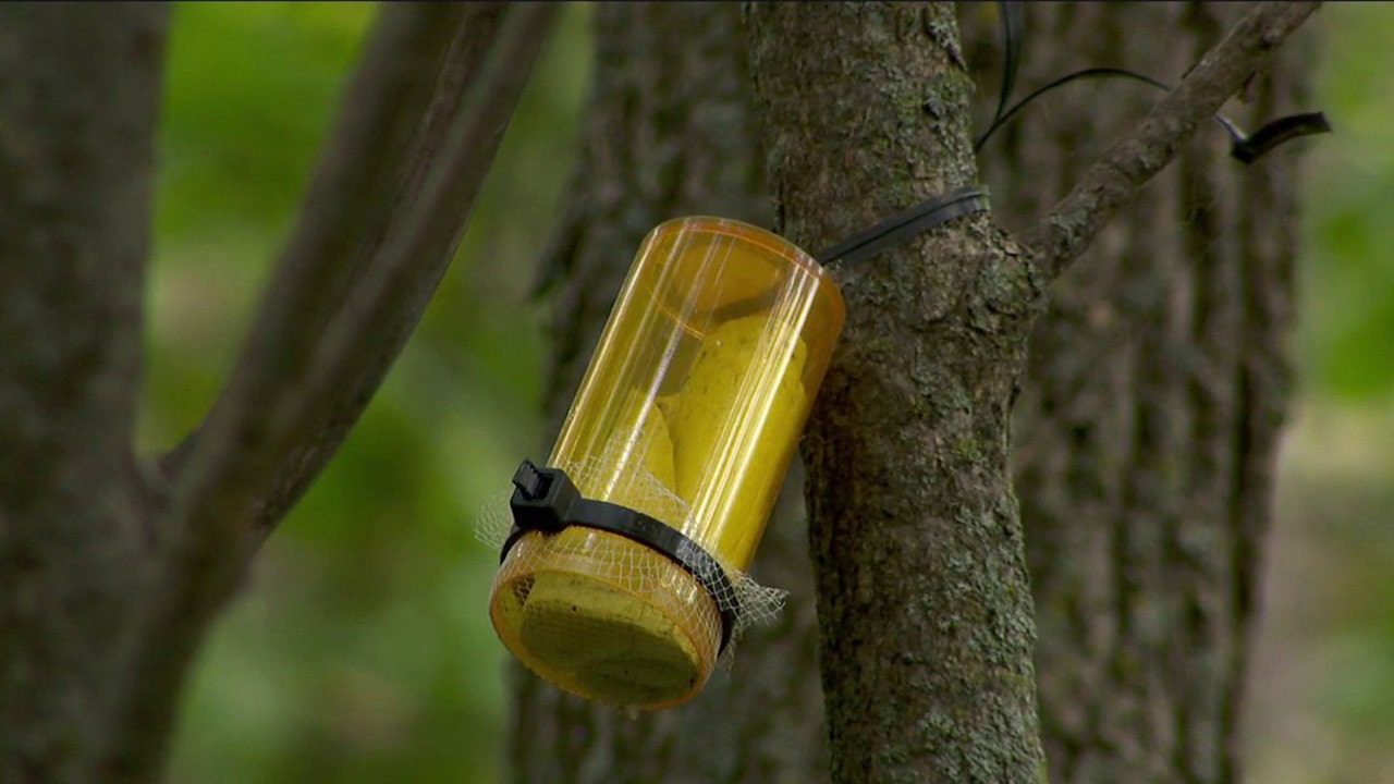 Emerald ash borer threat: Tiny wasps released in Minnesota to save trees