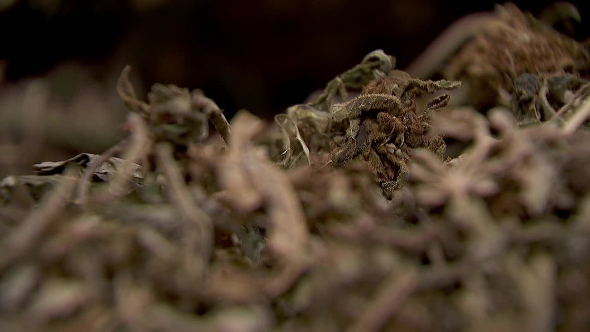 From 400+ farmers to 46: How Minnesota's hemp industry is already collapsing before the ban hits