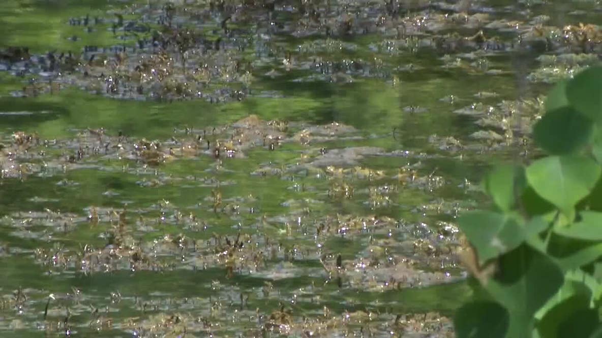 Cedar Lake beaches under blue-green algae warning in Minneapolis