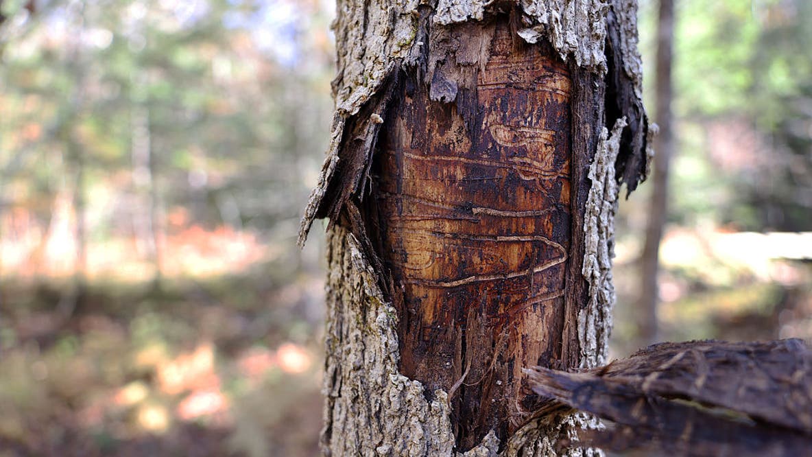Emerald ash borer in Minnesota: Over a billion ash trees at risk as spread moves north