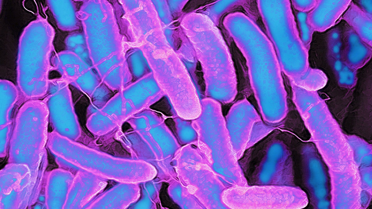 Minnesota, Wisconsin link E. coli and salmonella cases to alfalfa sprouts