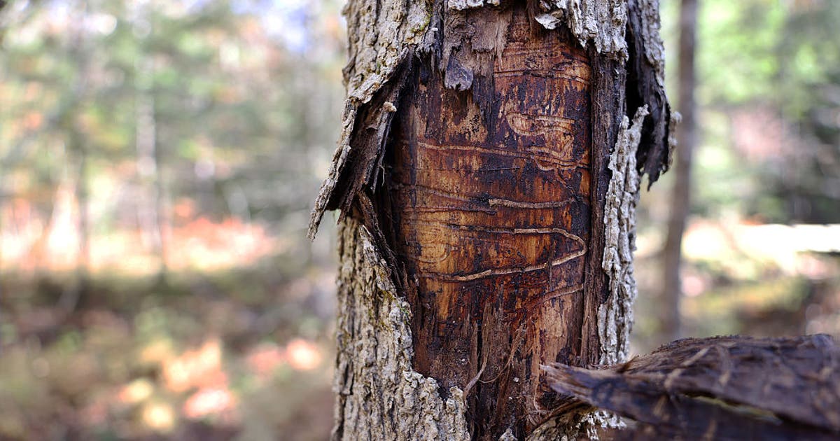 Emerald ash borer in Minnesota: Over a billion ash trees at risk as spread moves north