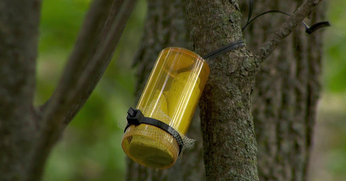 Emerald ash borer threat: Tiny wasps released in Minnesota to save trees