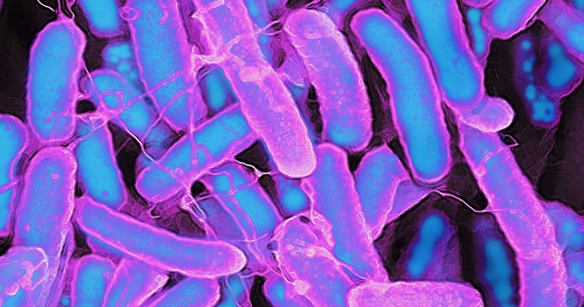 Minnesota, Wisconsin link E. coli and salmonella cases to alfalfa sprouts