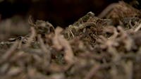 From 400+ farmers to 46: How Minnesota's hemp industry is already collapsing before the ban hits