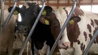 Some Minnesota farmers feel pressure of dry spell as drought deepens
