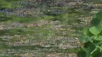 Cedar Lake beaches under blue-green algae warning in Minneapolis