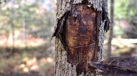 Emerald ash borer in Minnesota: Over a billion ash trees at risk as spread moves north