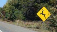 Motorcyclists seriously injured after hitting deer in southern Minnesota