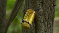 Emerald ash borer threat: Tiny wasps released in Minnesota to save trees