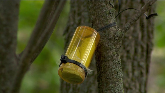 Emerald ash borer threat: Tiny wasps released in Minnesota to save trees