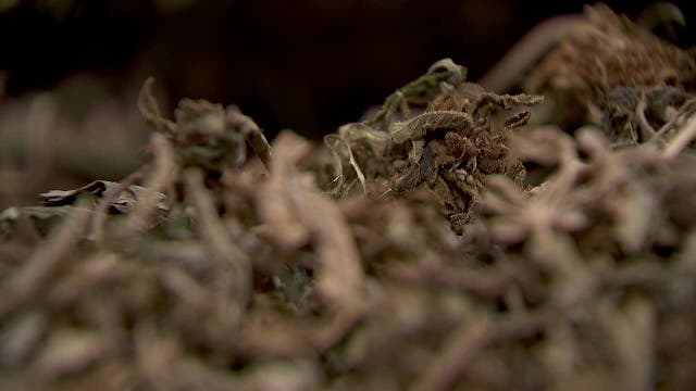 From 400+ farmers to 46: How Minnesota's hemp industry is already collapsing before the ban hits