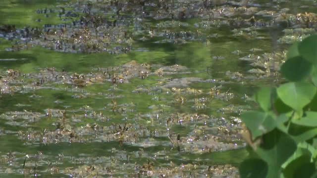 Cedar Lake beaches under blue-green algae warning in Minneapolis