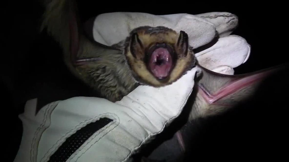 Minnesota rabies scare: Pest control customers may have gotten false test results