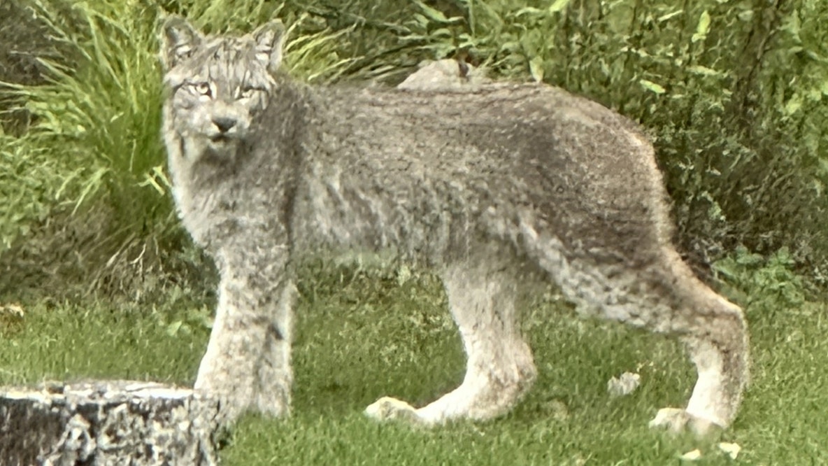 Lynx caught on camera in northern Minnesota