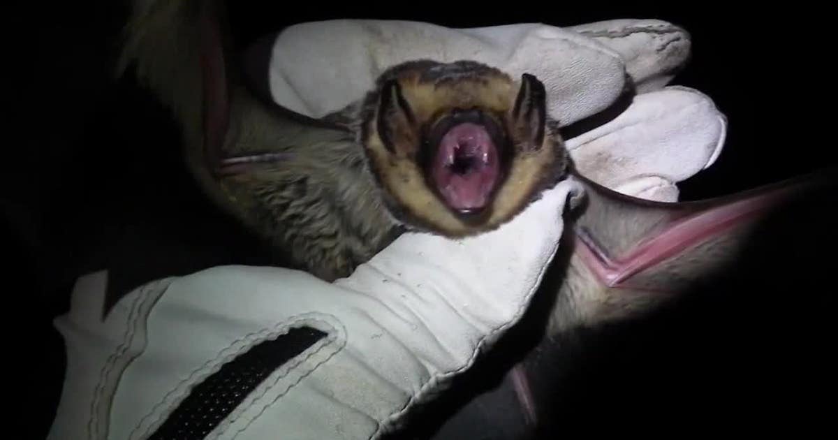 Minnesota rabies scare: Pest control customers may have gotten false test results